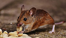 24 Hour & Emergency Exterminators in Montreat, NC